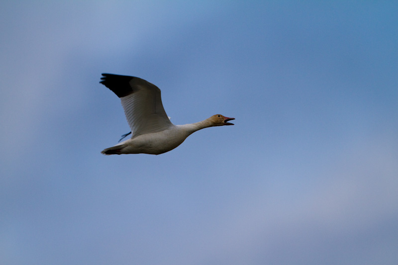 Snow Goose In Flight